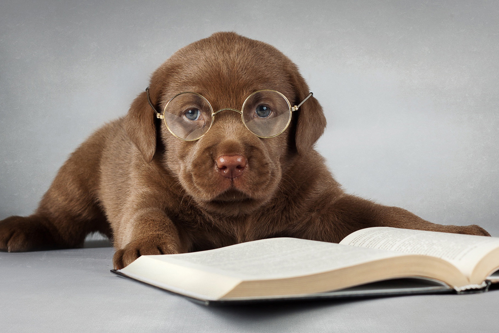 Labrador-dog-brown-read-a-book-glasses_1920x1200